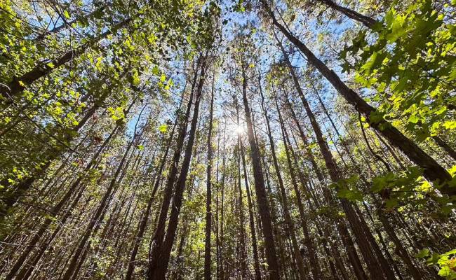 45.5 Acres Cypress Chapel Road, Suffolk, VA 23434