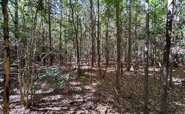 45.5 Acres Cypress Chapel Road, Suffolk, VA 23434