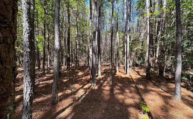 45.5 Acres Cypress Chapel Road, Suffolk, VA 23434