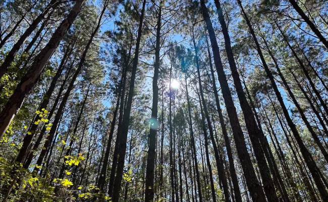 45.5 Acres Cypress Chapel Road, Suffolk, VA 23434