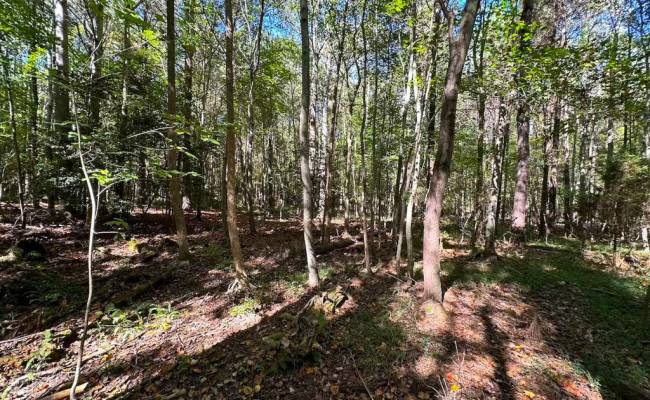 45.5 Acres Cypress Chapel Road, Suffolk, VA 23434