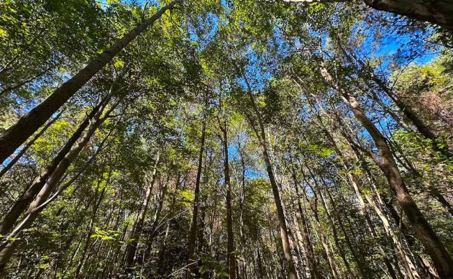 45.5 Acres Cypress Chapel Road, Suffolk, VA 23434