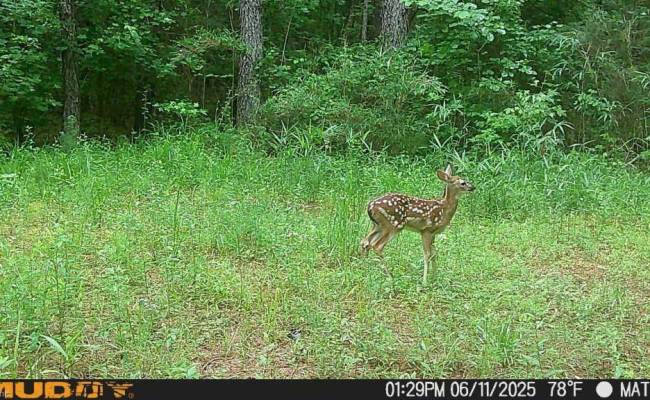 626. Manning. Drive, Brunswick County, VA 23887