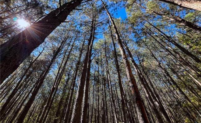 15 Acres Cypress Chapel Road, Suffolk, VA 23434