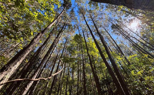 15 Acres Cypress Chapel Road, Suffolk, VA 23434