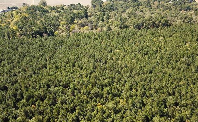 15 Acres Cypress Chapel Road, Suffolk, VA 23434