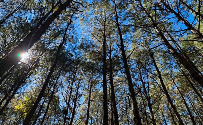 15 Acres Cypress Chapel Road, Suffolk, VA 23434