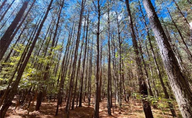 15 Acres Cypress Chapel Road, Suffolk, VA 23434