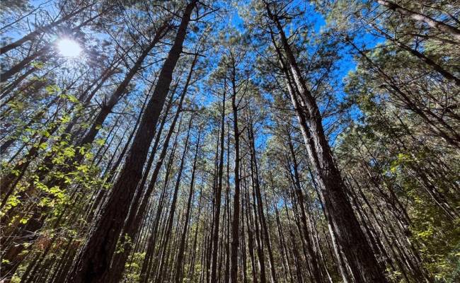 15 Acres Cypress Chapel Road, Suffolk, VA 23434