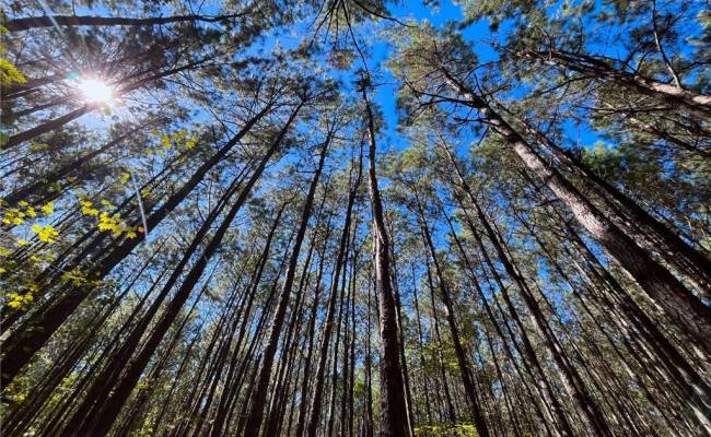 15 Acres Cypress Chapel Road, Suffolk, VA 23434