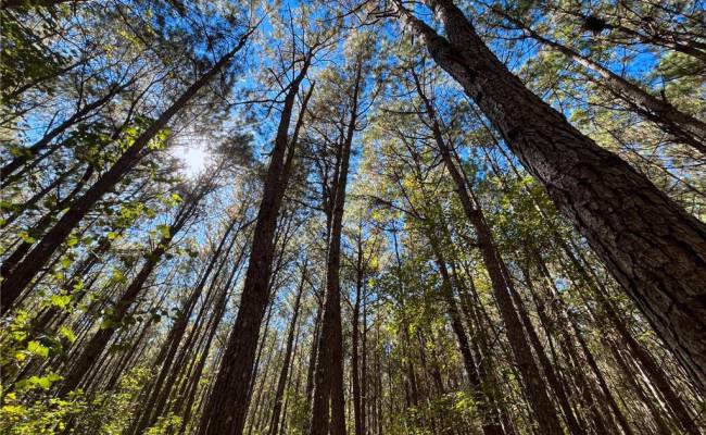 15 Acres Cypress Chapel Road, Suffolk, VA 23434