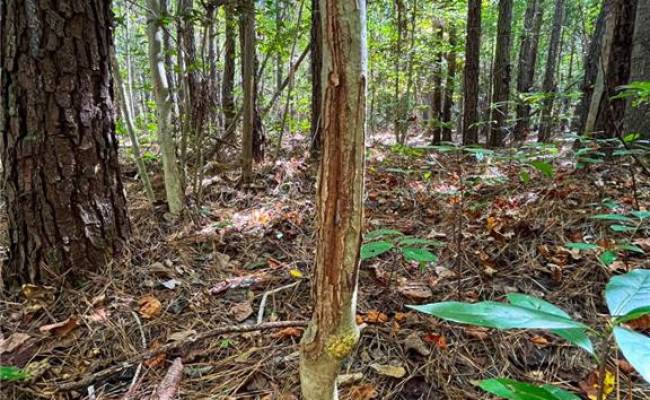 15 Acres Cypress Chapel Road, Suffolk, VA 23434