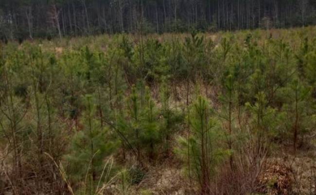Lot 9 Saw Mill Lane, Gloucester County, VA 23061