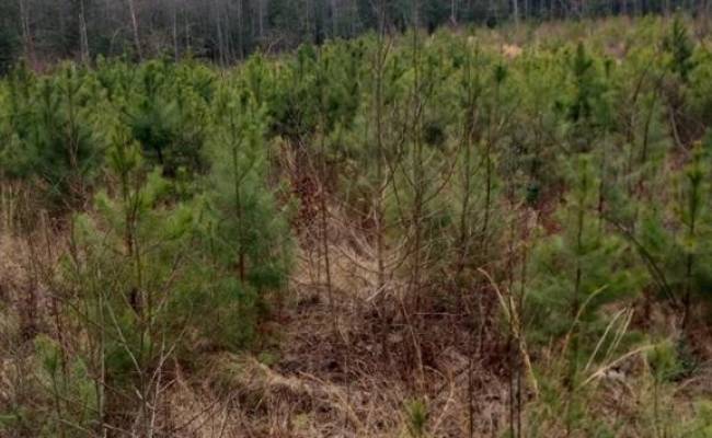Lot 9 Saw Mill Lane, Gloucester County, VA 23061