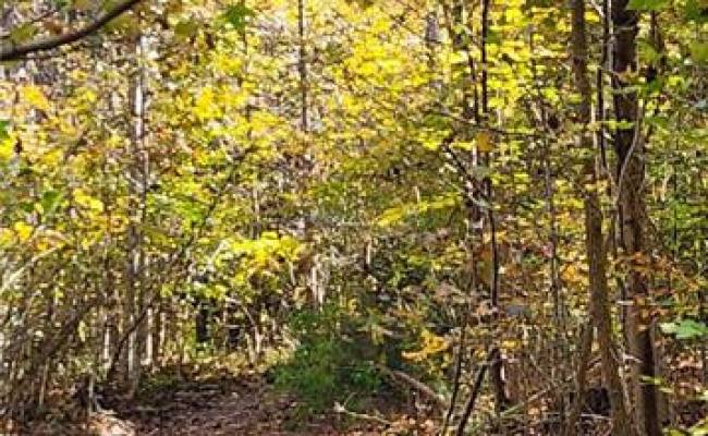 16.4ac Plainview Drive, King & Queen County, VA 23149