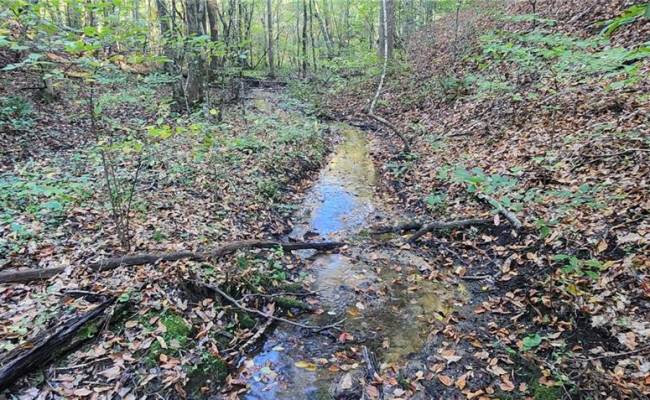 16.4ac Plainview Drive, King & Queen County, VA 23149