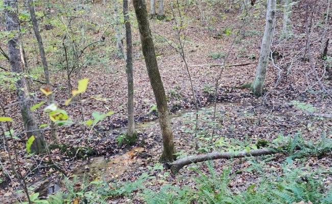 16.4ac Plainview Drive, King & Queen County, VA 23149
