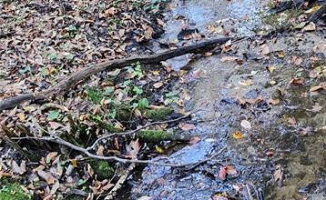 16.4ac Plainview Drive, King & Queen County, VA 23149