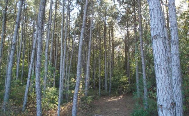 572 AC BUCKHORN RD & CHAPPELL Drive, Suffolk, VA 23437