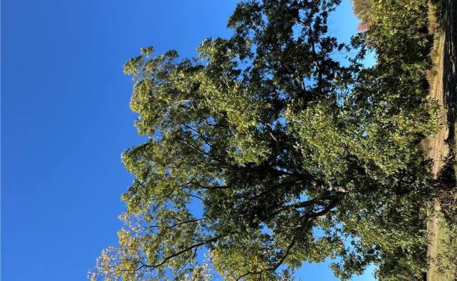 15045 Trump Town Road, Isle of Wight County, VA 23487