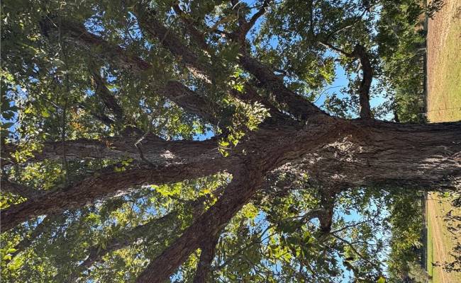 15045 Trump Town Road, Isle of Wight County, VA 23487