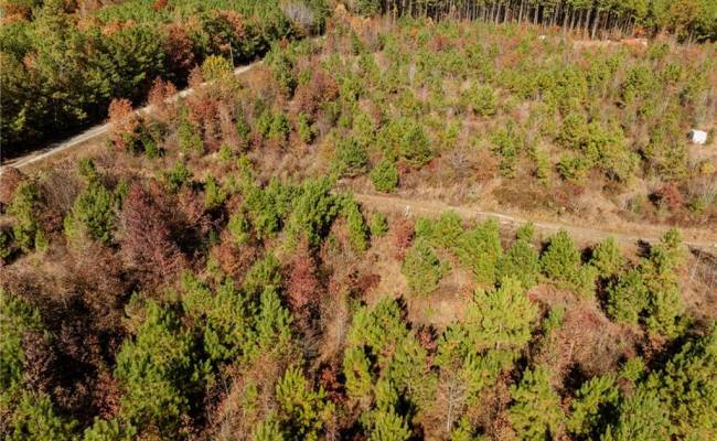 24.5ac Little Mill Road, Sussex County, VA 23882