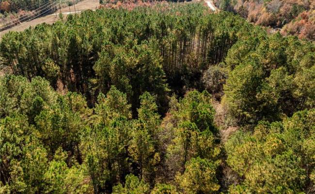 24.5ac Little Mill Road, Sussex County, VA 23882