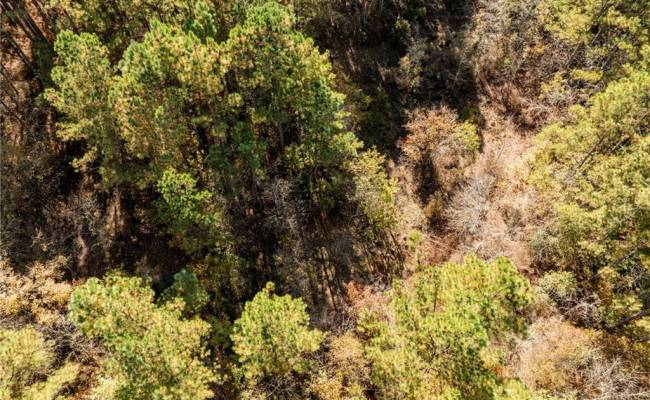 24.5ac Little Mill Road, Sussex County, VA 23882