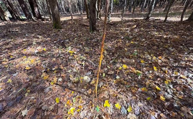 15ac Hills Drive, Dinwiddie County, VA 23840