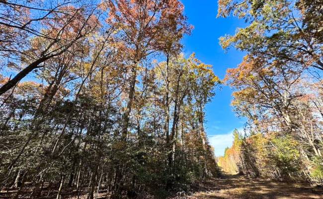 15ac Hills Drive, Dinwiddie County, VA 23840
