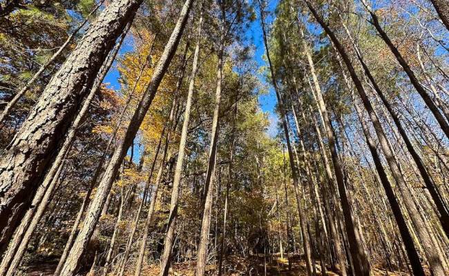 15ac Hills Drive, Dinwiddie County, VA 23840