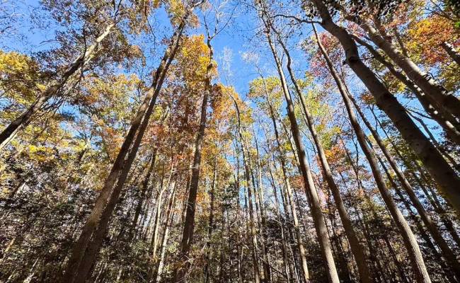 15ac Hills Drive, Dinwiddie County, VA 23840