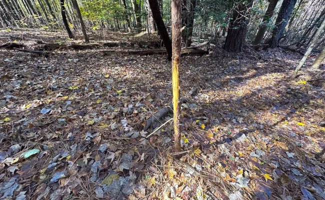 15ac Hills Drive, Dinwiddie County, VA 23840