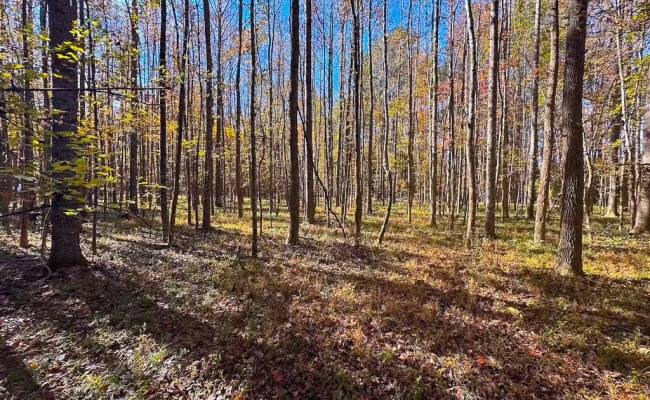 15ac Hills Drive, Dinwiddie County, VA 23840