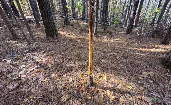 15ac Hills Drive, Dinwiddie County, VA 23840