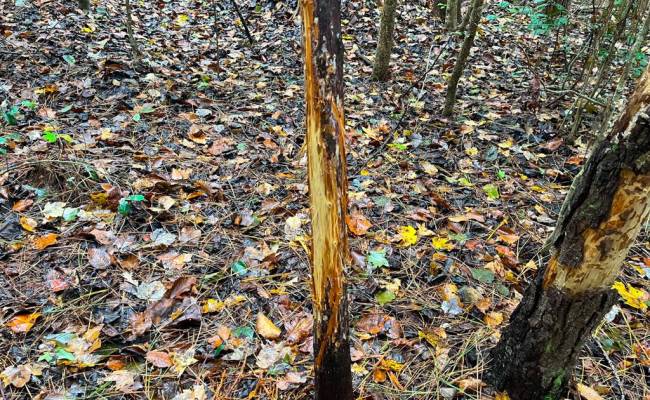 15ac Hills Drive, Dinwiddie County, VA 23840