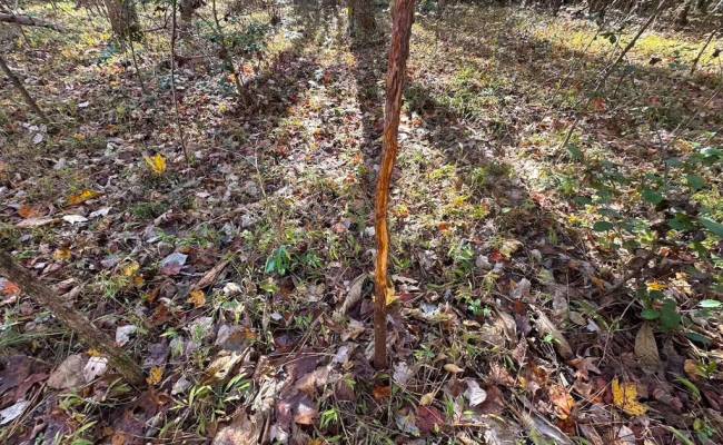 15ac Hills Drive, Dinwiddie County, VA 23840