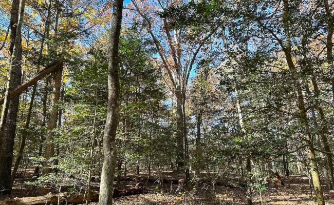 15ac Hills Drive, Dinwiddie County, VA 23840