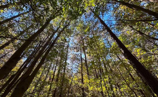 467AC Baum Road, Virginia Beach, VA 23457