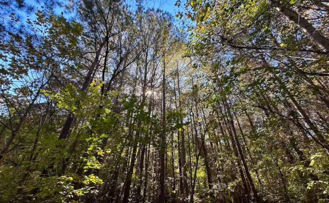 467AC Baum Road, Virginia Beach, VA 23457