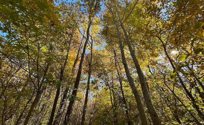 467AC Baum Road, Virginia Beach, VA 23457