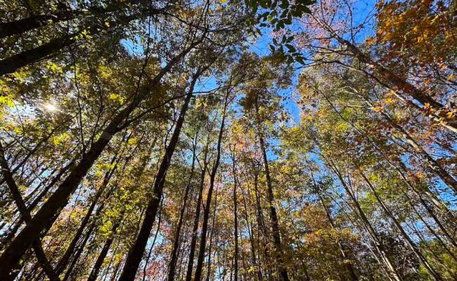 467AC Baum Road, Virginia Beach, VA 23457