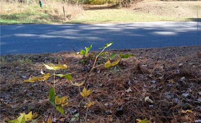 5.43A Old Forty Road, Sussex County, VA 23884