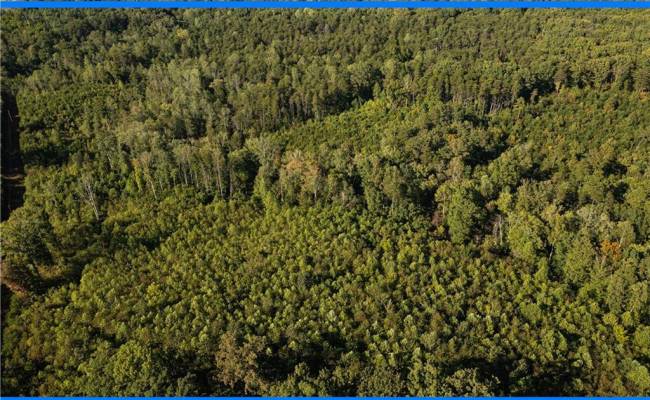 25 ac Chris Run, Louisa County, VA 23093