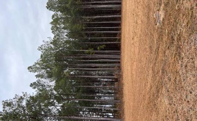 5 ac Ivor Road, Southampton County, VA 23866