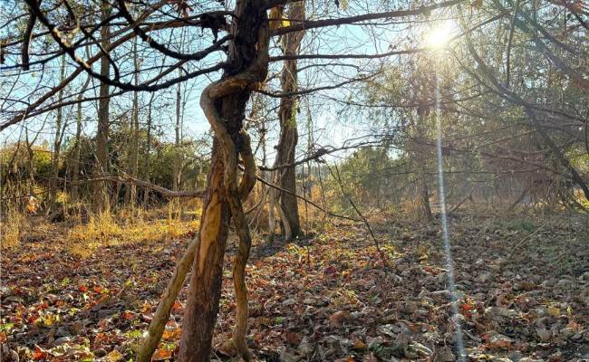 2 Ac Maple Avenue, Southampton County, VA 23878