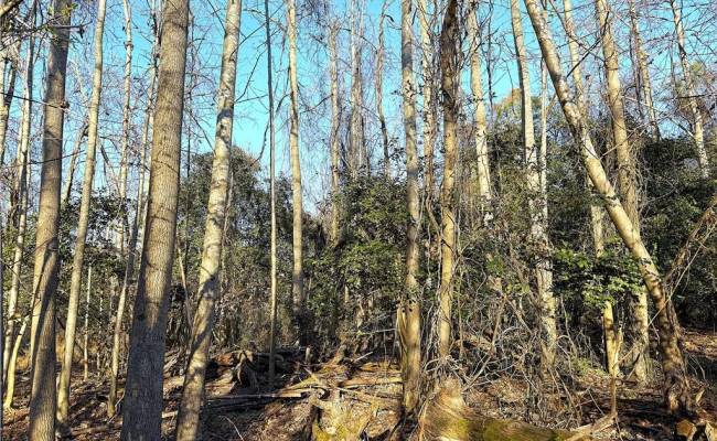 2 Ac Maple Avenue, Southampton County, VA 23878