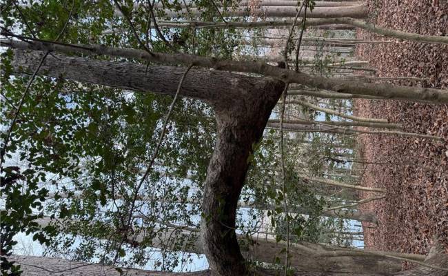 5.46AC Haynes Pond Way, Gloucester County, VA 23061