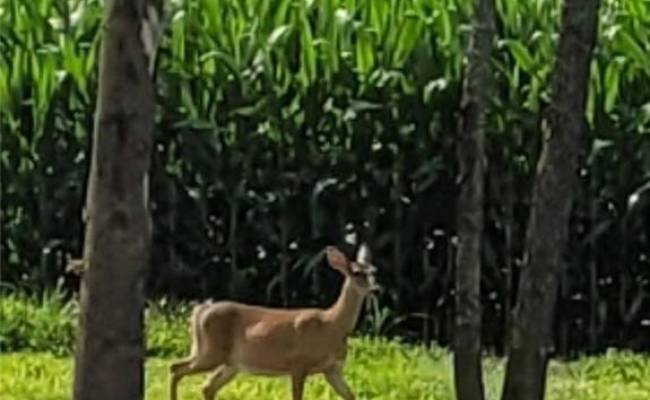 9378 Robins Neck Road, Gloucester County, VA 23061