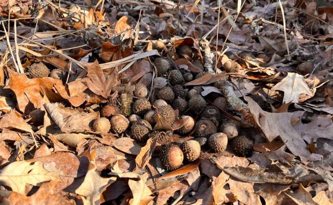 107 Acres Taylors Mill Road, Emporia, VA 23847